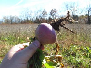 When summer planting brassicas, I like bulb producing brassicas like this purple top turnip.
