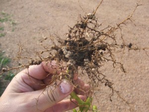 By mid-July, soybeans have already fixed a large portion of the nitrogen they are going to fix during the growing season.  Tilling under beans at this stage can get you up to the equivalent of 60lbs/acre nitrogen.  These nodules on the soybean root (small white balls) are actually colonies of bacteria where this magic takes place.