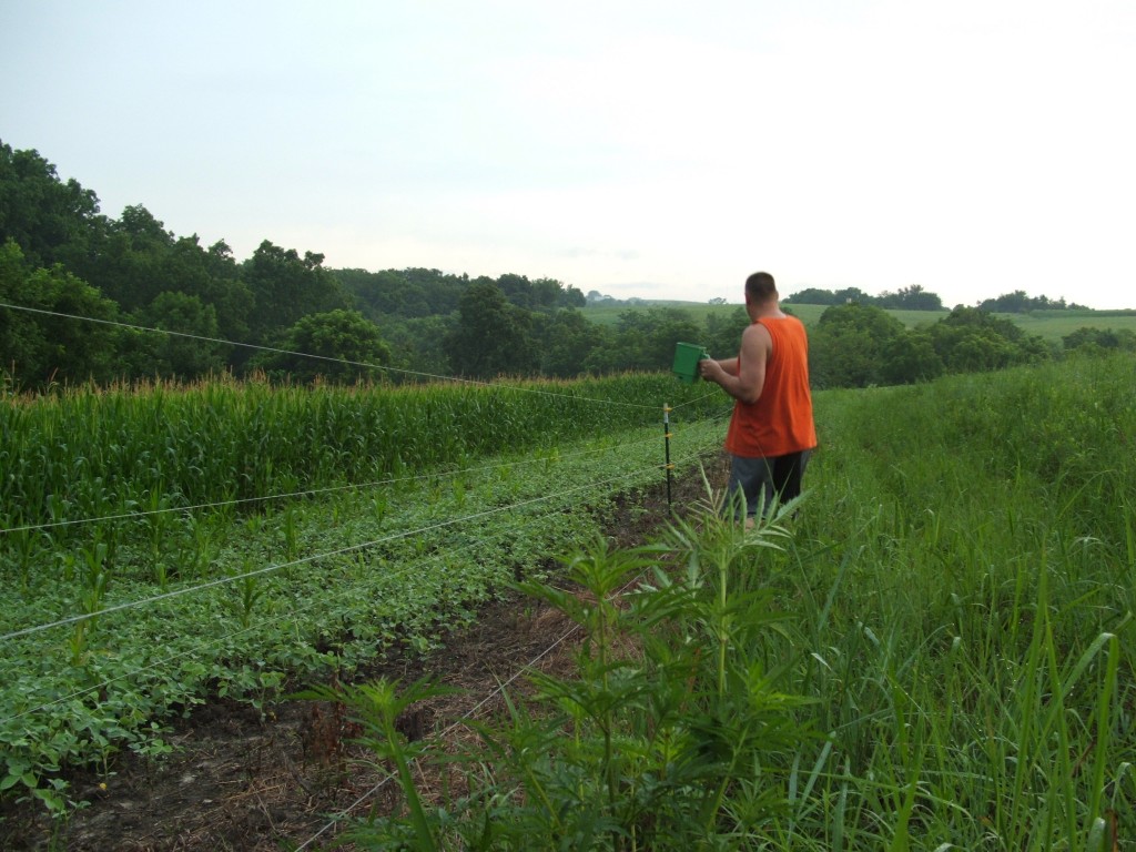 I don't like planted soybeans directly with corn...but I will plant them along side each other.  Corn is not a favorite plot of mine but this small 1 acre corn plot was put in this year to have a little variety come late muzzleloader.  The beans were planted later (early June) and I'm overseeding them here with appin and purple top turnips.