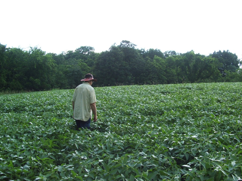 My dad checking out a soybean plot.  These beans normally get hammered real hard so I will plant brassicas  along the edges.  This year, the beans are great.  