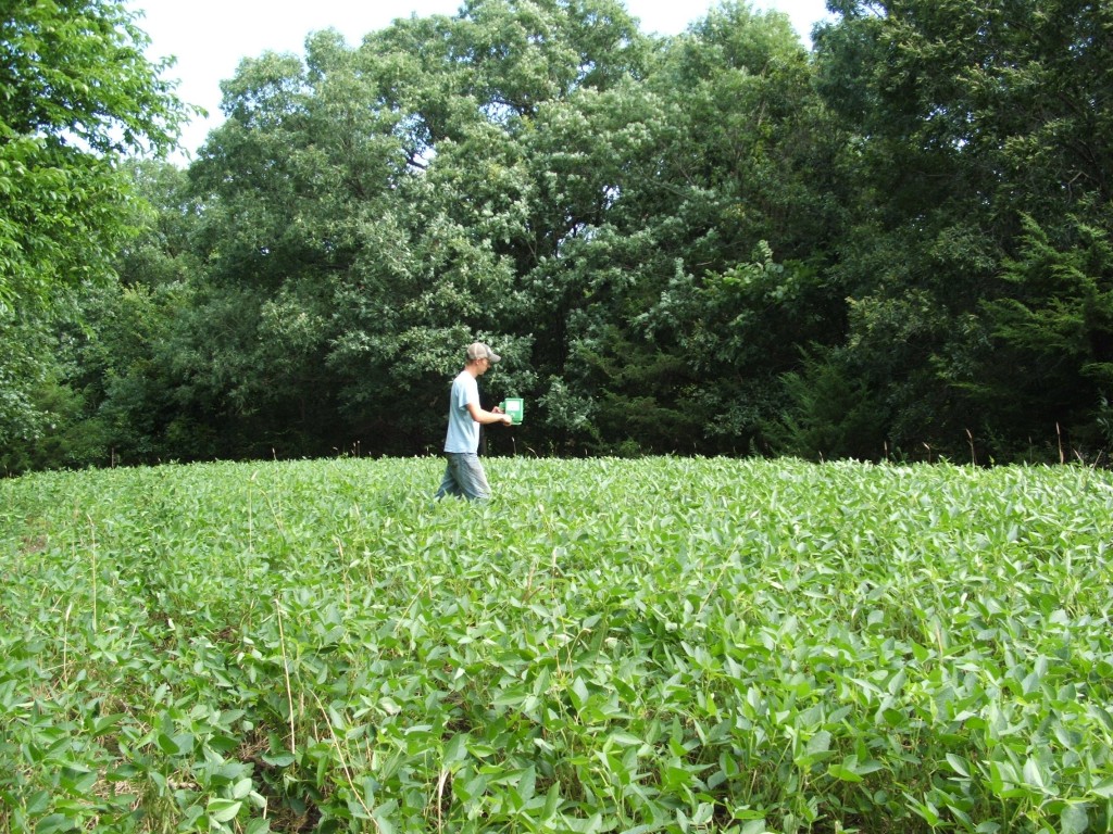 We had one bean plot that was not completely canopied over so my son Forest overseeded with some appin and purple top turnips.  