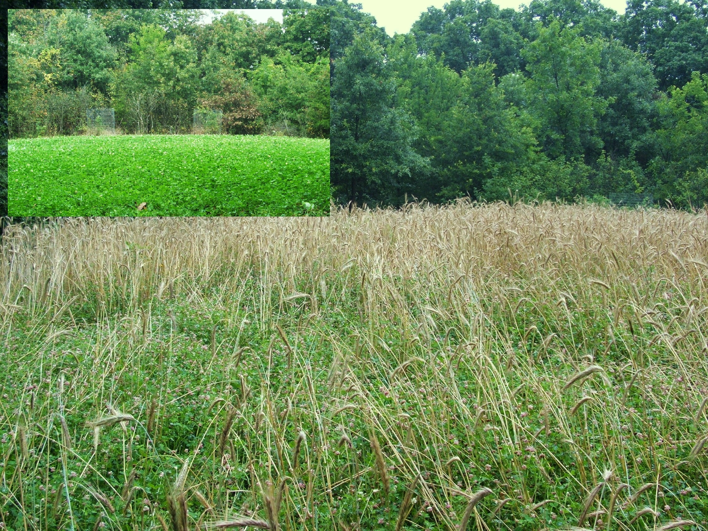 This clover plot was planted in the fall as part of a blend of winter rye, appin turnips, and clover.  In late spring the following year you can see the rye becoming mature.  This picture was taken right before mowing.  The picture in the inset was taken in late summer…you can see the clover is well established and weed free.