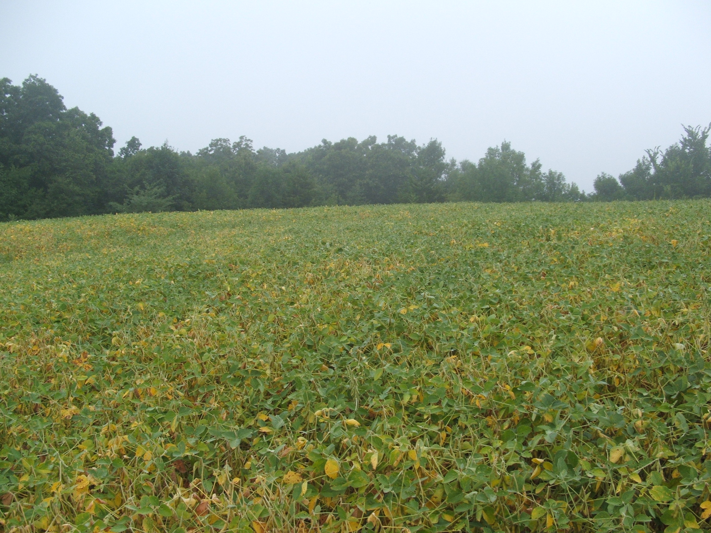 Toward the end of the growing season, soybeans will turn yellow as the beans start to ripen.  If there are other green sources of food available like clover or alfalfa, deer may leave the beans entirely only to return in a few weeks once they dry down.