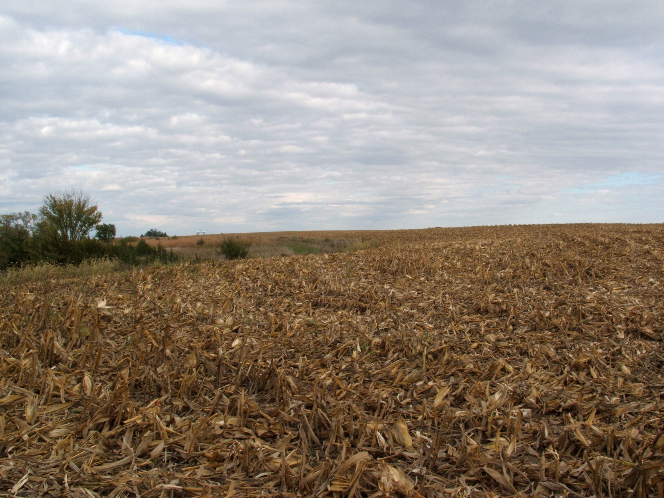 Cut corn can be a deer magnet…but it won’t last long.  Modern harvest equipment leaves very little behind.  Hunt cut corn immediately as the activity will die off in as little as a few days. 