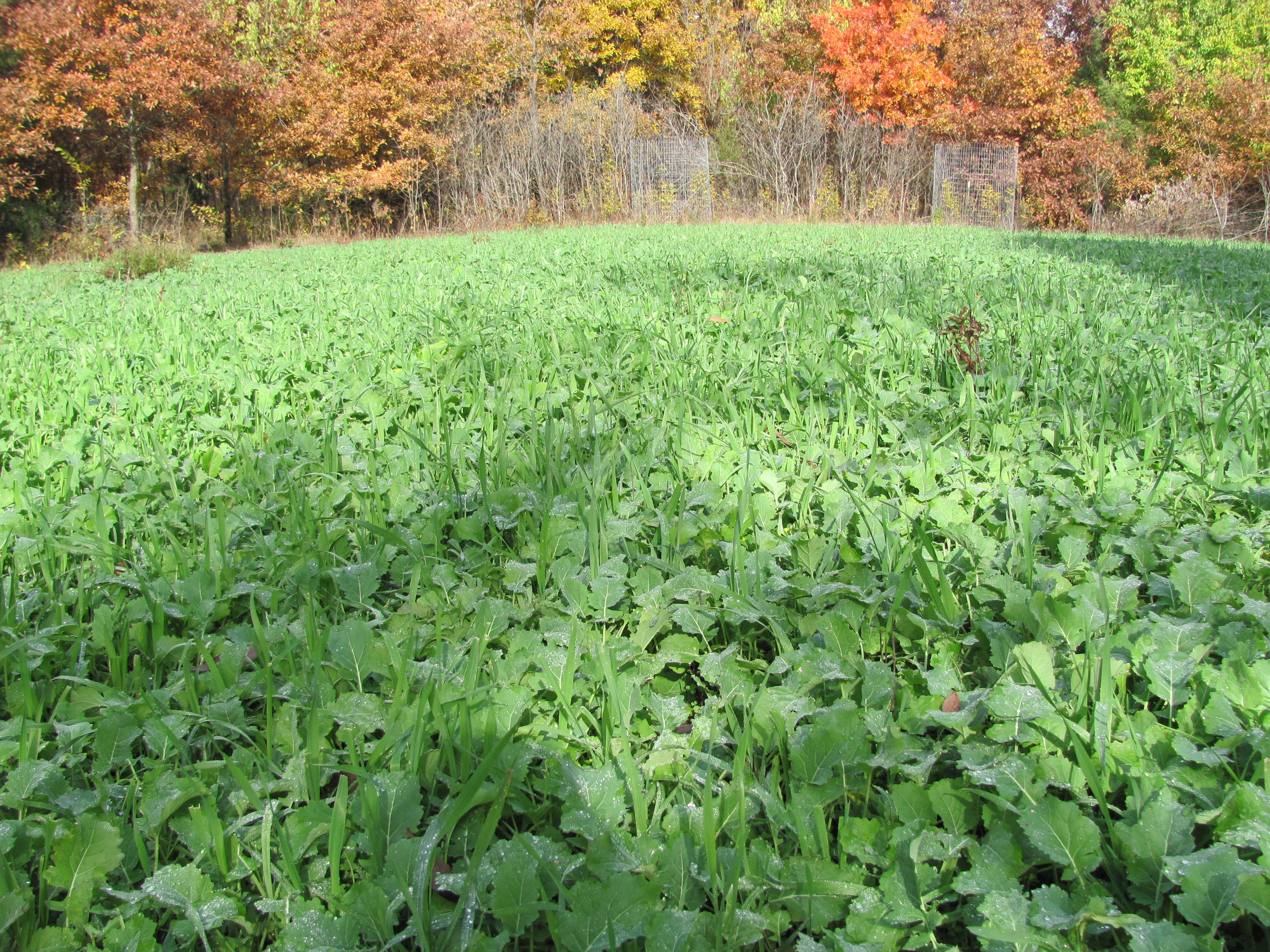 An interior plot planted in greens and growing lush like these brassicas and winter rye will draw deer during the entire hunting season.  Location in this instance is more important than the food variety.