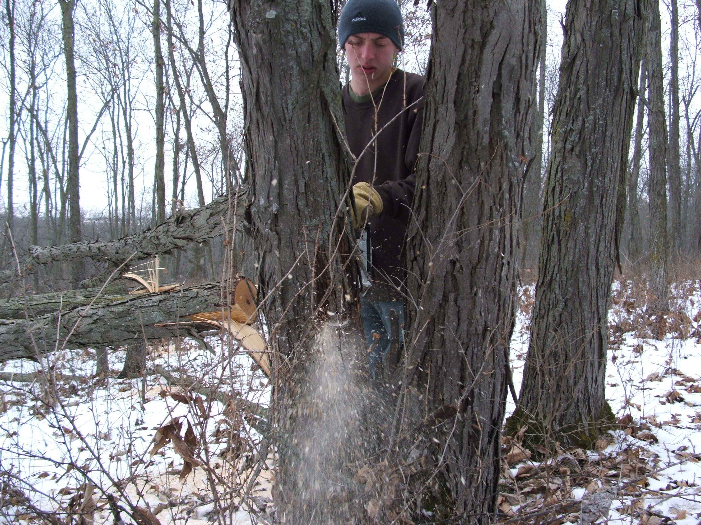 In 2012, we made the decision to end our hunt early to focus on our habitat.  Here, Forest is hinge cutting one of many hickory trees on the farm.