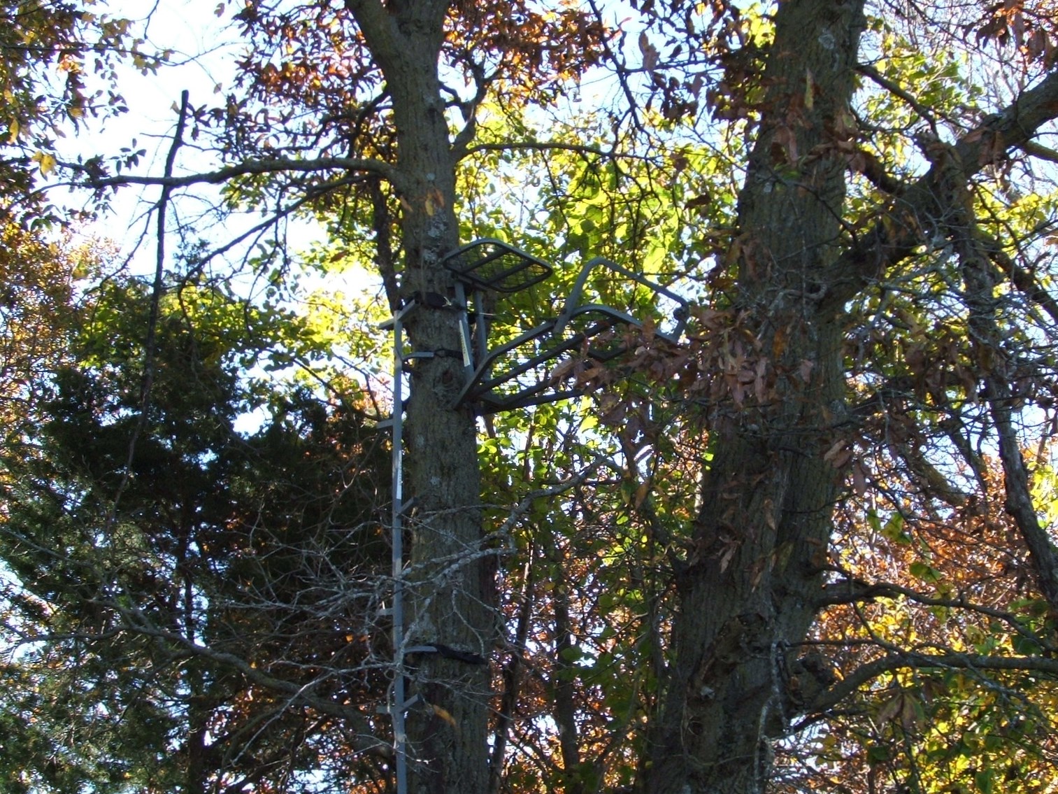 Enough tree stands or ground blinds are an essential item. 