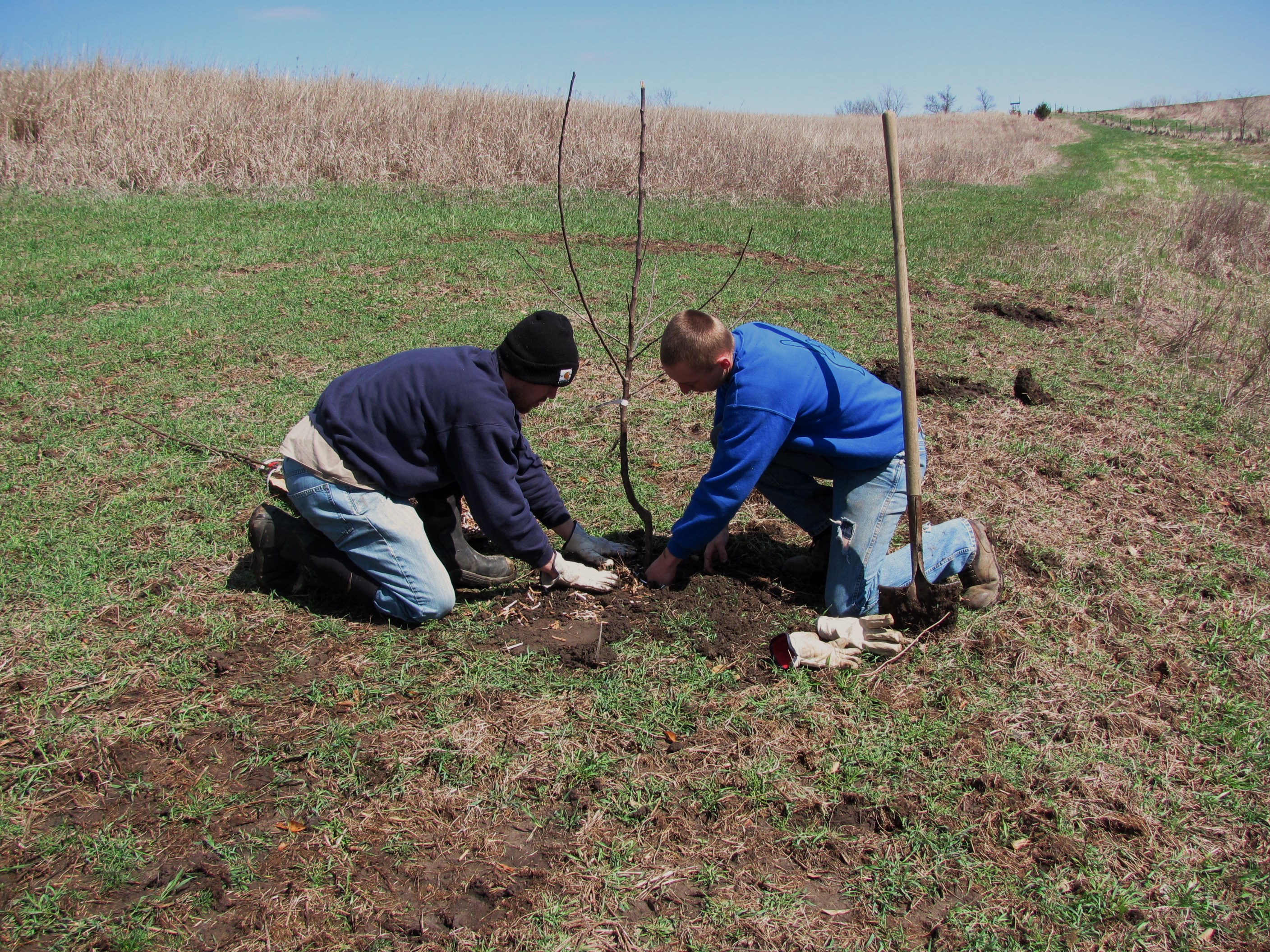 Improving habitat like planting apple trees will give you the highest return on your investment.