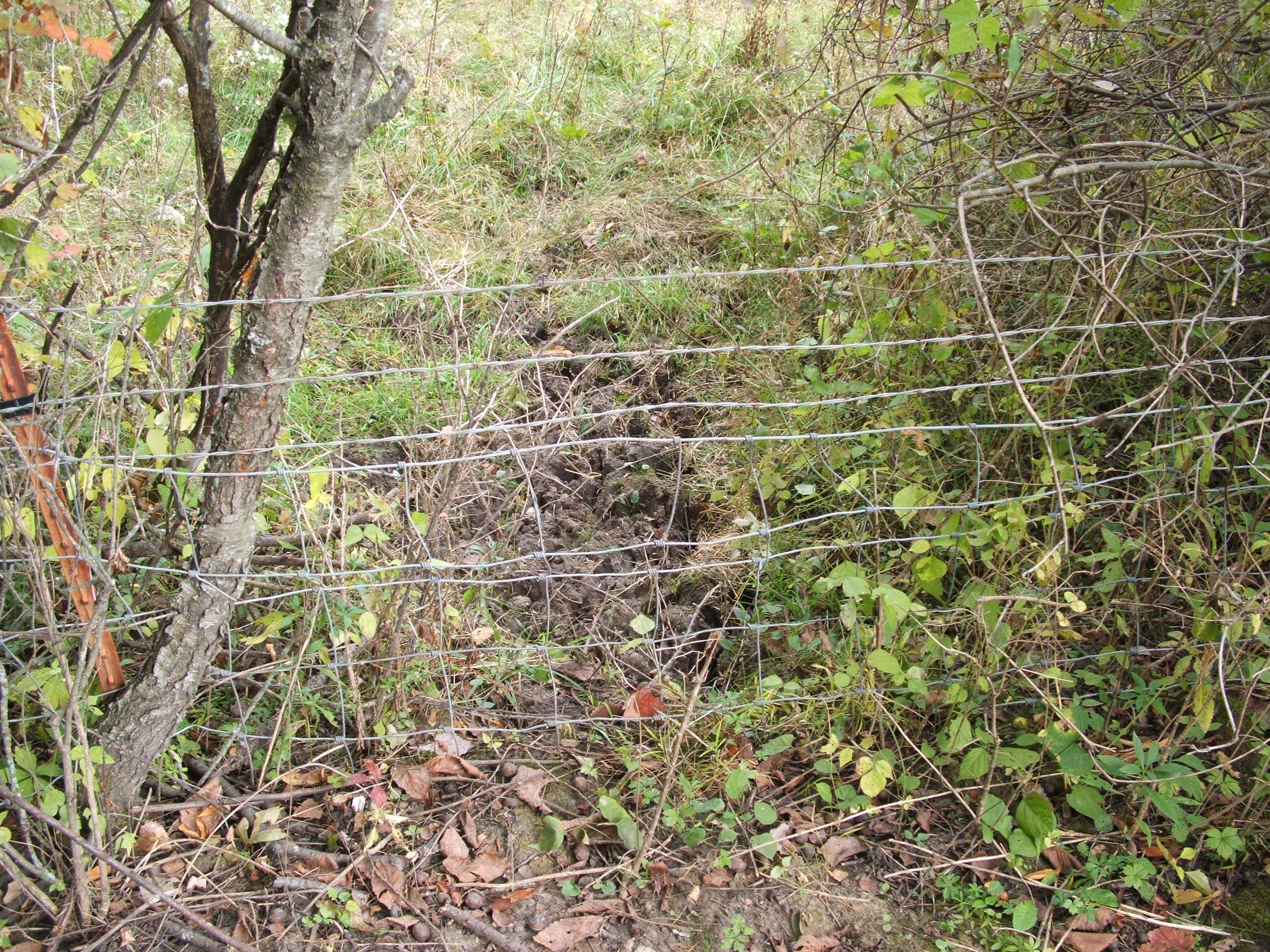 A fence jump like this will funnel deer right past your hunting set. This jump was made possible by an already very robust fence line...and then pulling this section down very low.