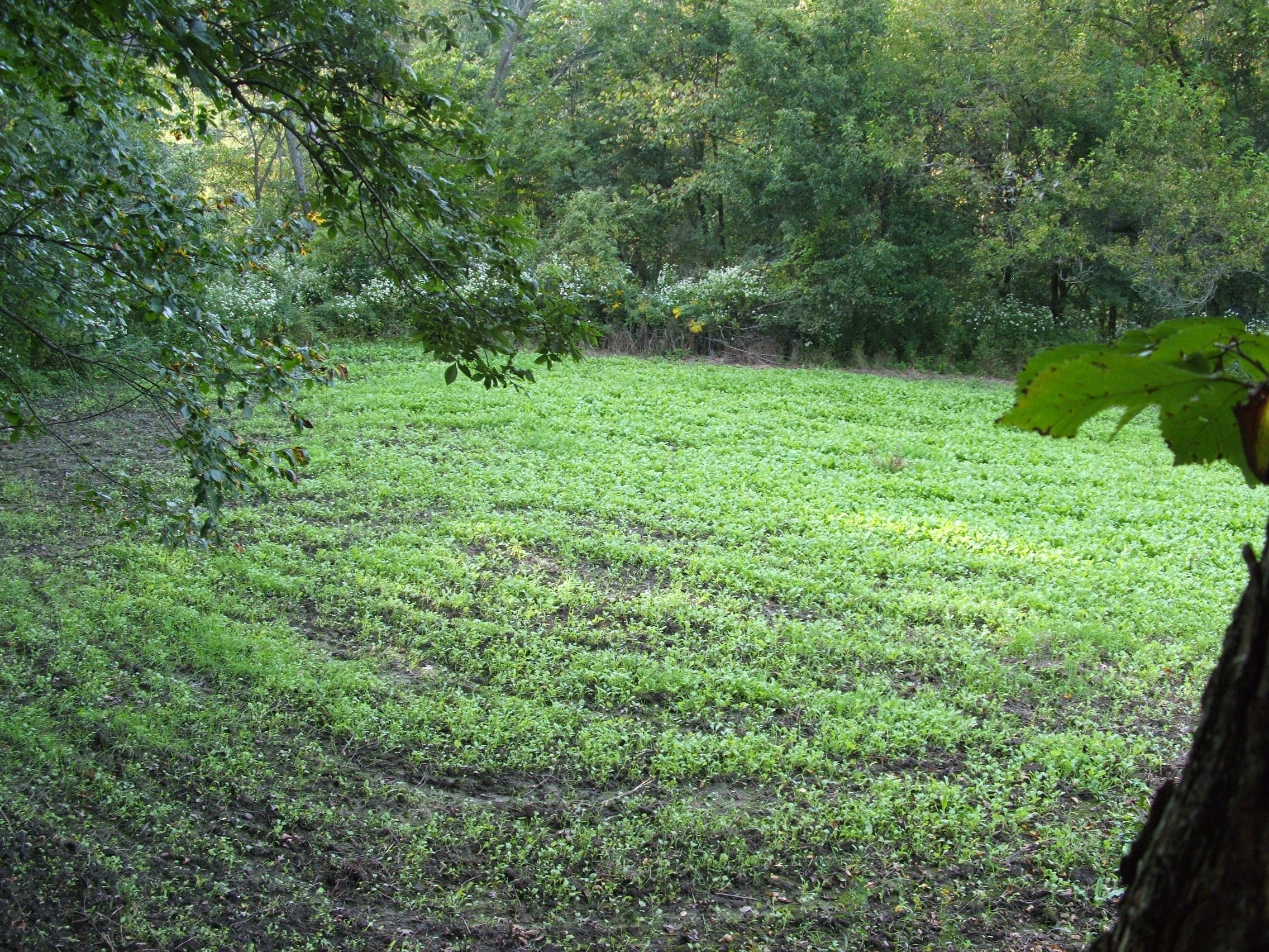 Very small food plots can add just that extra touch to make your set irresistible to a traveling buck. Small plots planted in greens work best.