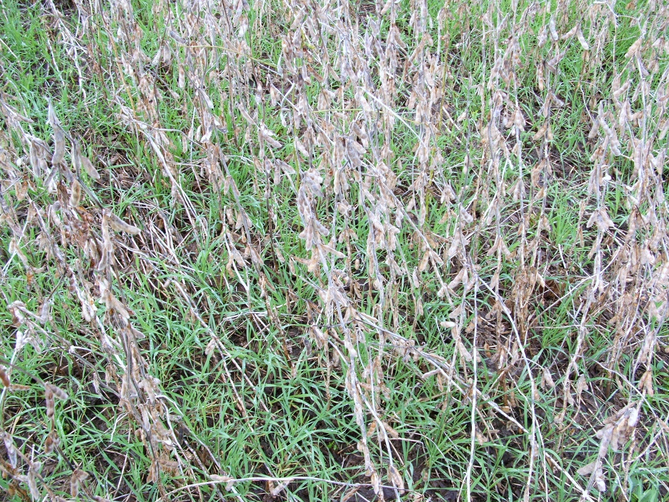 Winter rye can be broadcast into soybeans to extend the life of the plot. The rye will uptake hard to scavenge nutrients making them available to the next crop when the rye is tilled under next spring.