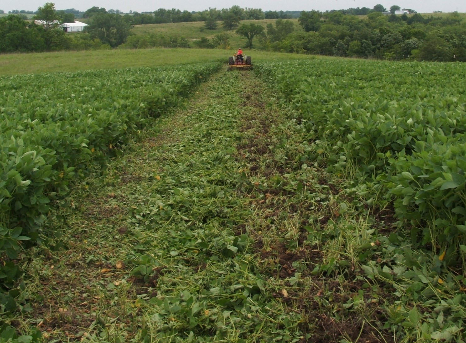 Discing under soybeans allows you to return a lot of nitrogen to the soil. The author plants brassicas like turnips and rape into these strips. No fertilizer needed.