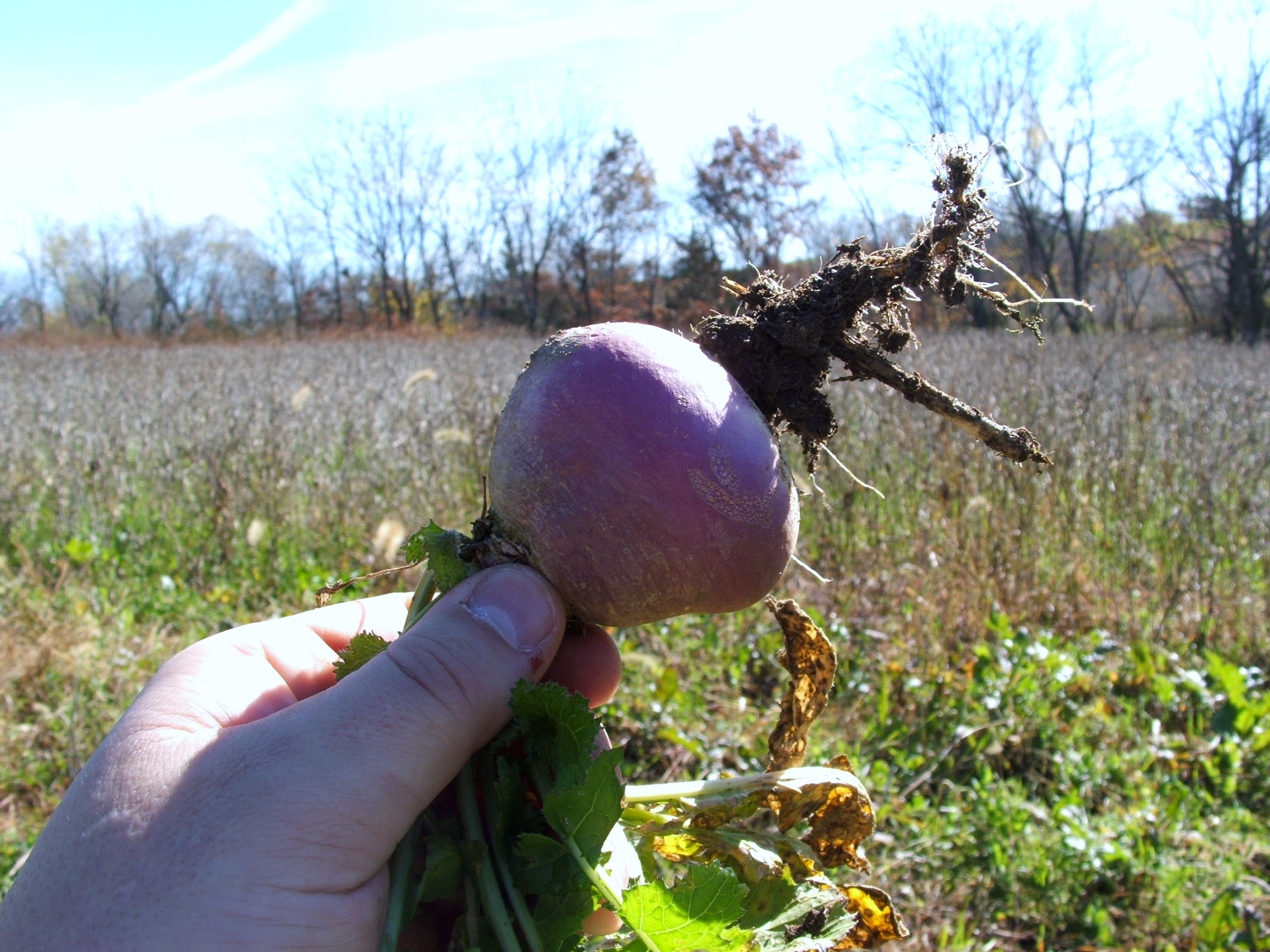 This purple top turnip was the result of a July over-seeding in soybeans. Moisture and nitrogen are keys to making it work.
