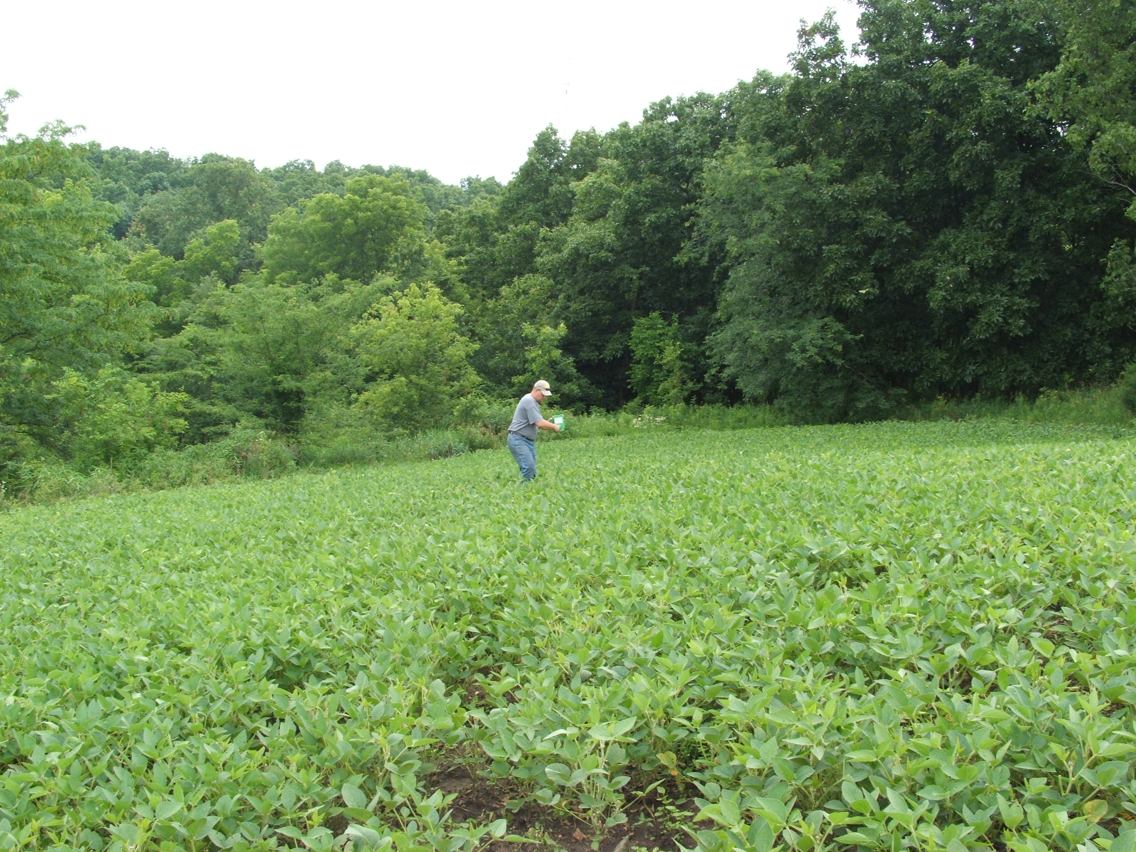 Good moisture is essential in making over-seeding successful. Here the author is hand seeding brassicas into a bean plot with good sub-surface moisture right before a rain.