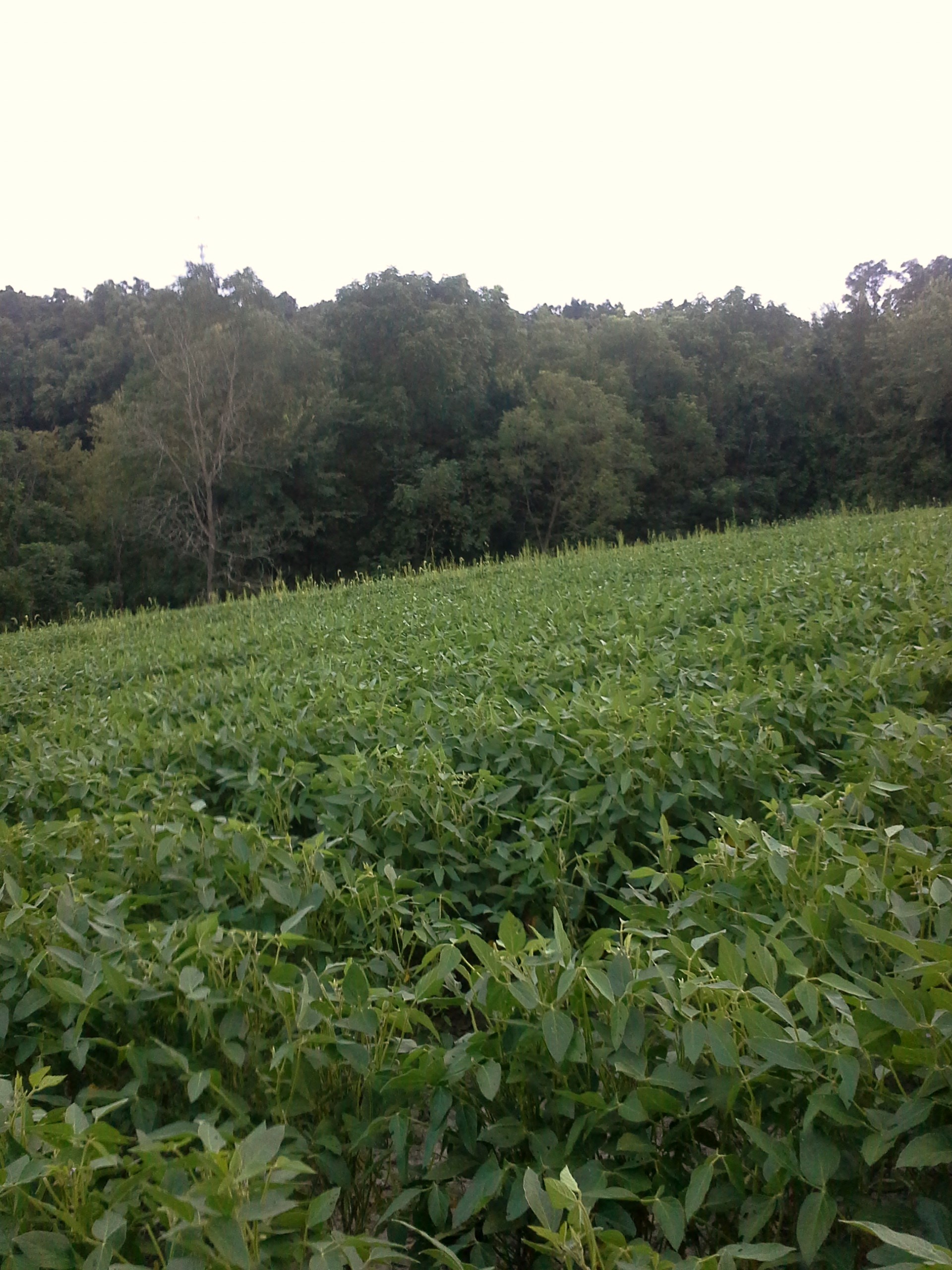 The soybean plots are looking great again this year and the deer are pounding them.