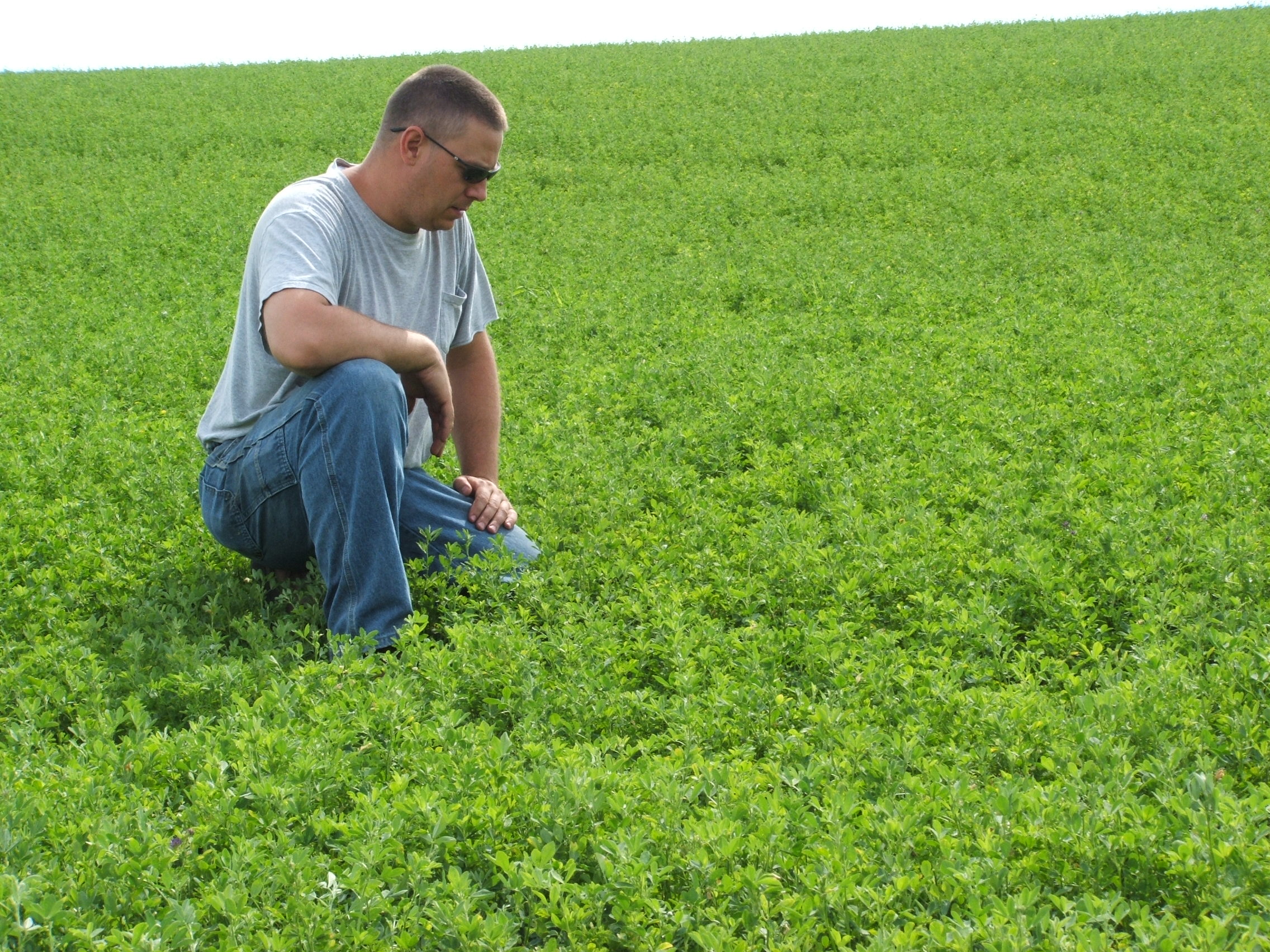 I don't know of a food plot that can compete head to head with lush alfalfa.  However, the alfalfa will eventually get old or go dormant making other food sources more of an attractant.  Low hunting pressure is key.