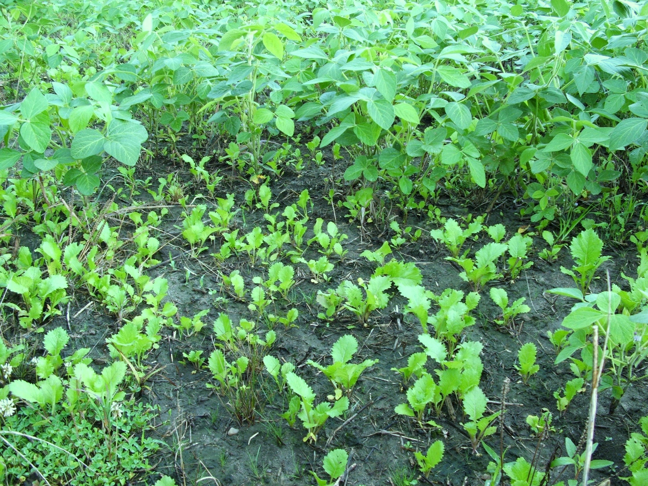 Overseeding brassicas into soybeans requires adequate moisture and nitrogen.  Without one or the other and it is a waster of your time.  These appin turnips look good coming up in soybeans because they have both.