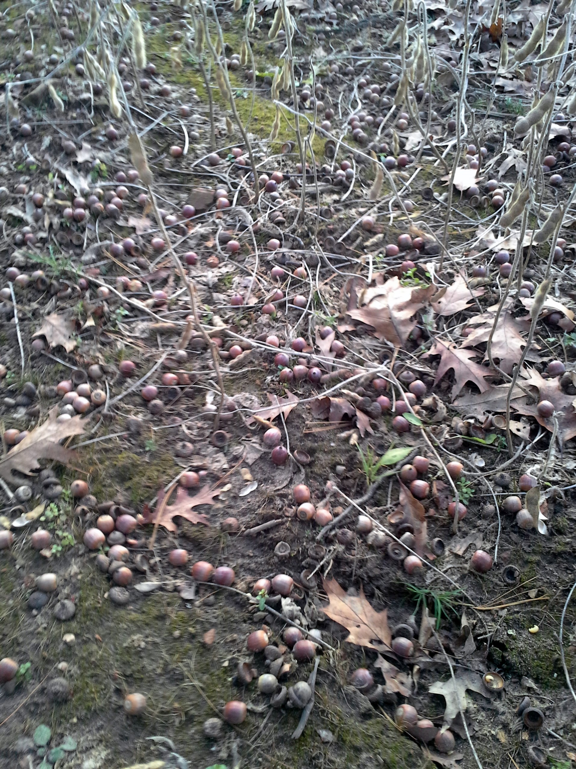 2015 was the year of the acorn across much of Iowa. By mid-November and these red oak acorns are still thick as can be. Adapting to hot food sources might require in season adjustments...or as in 2015, maybe not.