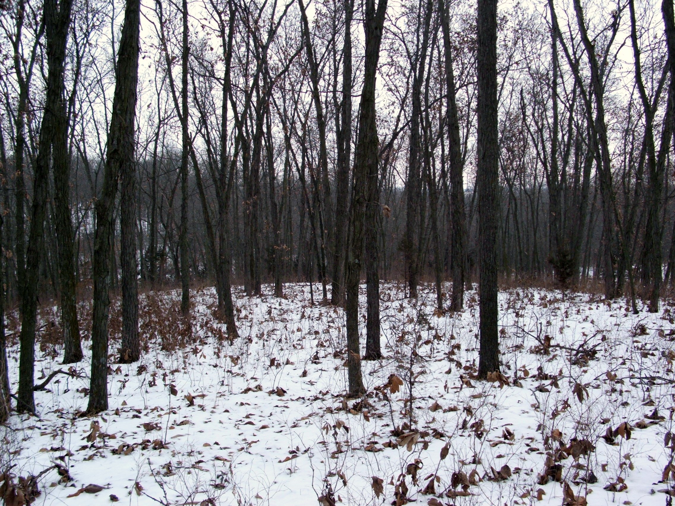 Open hardwoods offer very little in the way of cover or food.  Deer will avoid these areas in the late season.  Look for south facing slopes with thick cover.