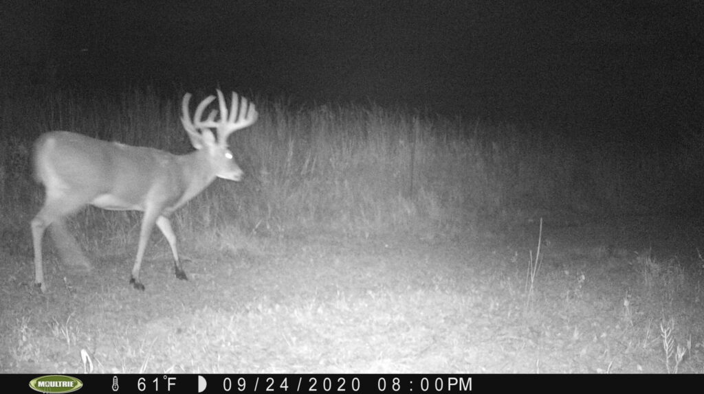 I picked up this buck when he was still in velvet back in August.  He is using an alfalfa field to the east of one of my draws.  I was hoping to cut him off tonight, he's been coming through this transition area and I've been catching him on this camera almost every day, but after dark.  He didn't show tonight about 150 yards back in further.